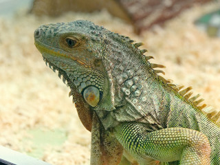 beautiful lizard scaly with a tail green.