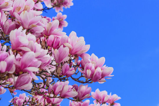 magnolia flowers blooming