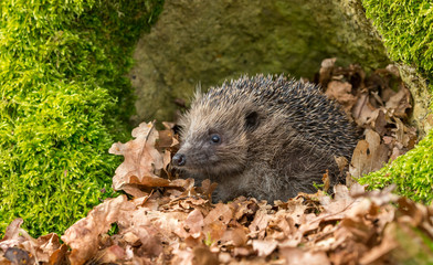 Hedgehog (Scientific name: Erinaceus Europaeus) wild, free roaming hedgehog, taken from wildlife...