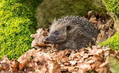 Hedgehog in garden, wild, free roaming hedgehog, taken from within a wildlife hide to monitor the health and population of this favourite but declining mammal, copy space
