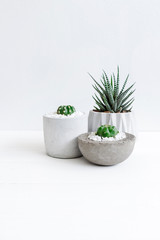 Minimal white theme small cute cactus and zebra prints haworthia in cement pots