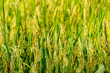 Rice farm- Rice field- Rice paddy,
