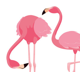 elegant flamingo birds couple © djvstock