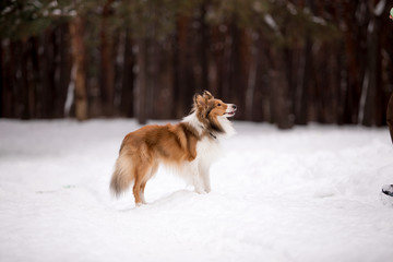 dog, white, sheltie, background, winter, portrait, cute, beautiful, park, nature, forest, toy, breed, red, happy, fun, outdoor, animal, cold, snow, black, funny, pet, coat, sheepdog