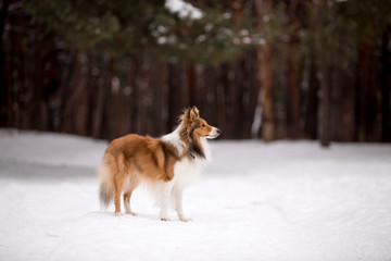 dog, white, sheltie, background, winter, portrait, cute, beautiful, park, nature, forest, toy, breed, red, happy, fun, outdoor, animal, cold, snow, black, funny, pet, coat, sheepdog