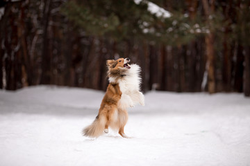 dog, white, sheltie, background, winter, portrait, cute, beautiful, park, nature, forest, toy, breed, red, happy, fun, outdoor, animal, cold, snow, black, funny, pet, coat, sheepdog