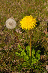 Yellow and white dandelion flower with blur green nature background, spring