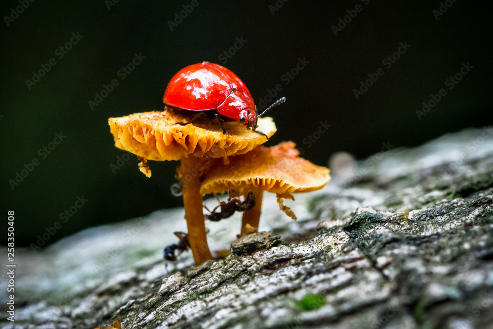 Sticker A ladybug sits on top of a mushroom in the dark jungle. Tortuguero National Park, Costa Rica.