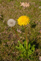 Yellow and white dandelion flower with blur green nature background, spring