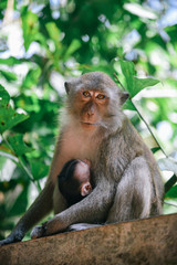 Monkeys at Railay Beach near Krabi, Thailand 