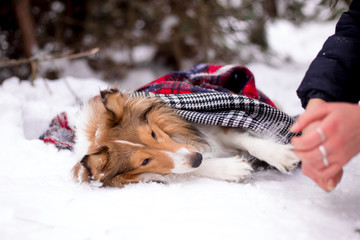 dog, white, sheltie, background, winter, portrait, cute, beautiful, park, nature, forest, toy, breed, red, happy, fun, outdoor, animal, cold, snow, black, funny, pet, coat, sheepdog