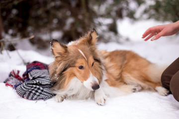dog, white, sheltie, background, winter, portrait, cute, beautiful, park, nature, forest, toy,...