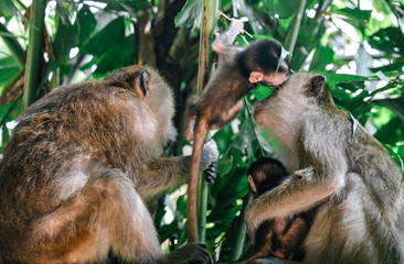 Monkeys at Railay Beach near Krabi, Thailand 