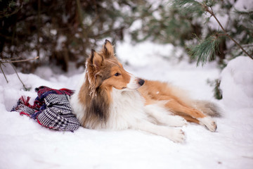 dog, white, sheltie, background, winter, portrait, cute, beautiful, park, nature, forest, toy, breed, red, happy, fun, outdoor, animal, cold, snow, black, funny, pet, coat, sheepdog