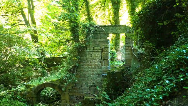 Stone ruins of the early 19th century mill covered in ivy and ferns. Upper Bleach Works, Lumsdale, Derbyshire, England.