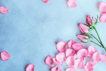 Blue background with pink rose petals