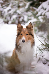 dog, white, sheltie, background, winter, portrait, cute, beautiful, park, nature, forest, toy,...