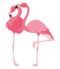 elegant flamingo birds couple