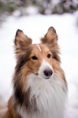 dog, white, sheltie, background, winter, portrait, cute, beautiful, park, nature, forest, toy, breed, red, happy, fun, outdoor, animal, cold, snow, black, funny, pet, coat, sheepdog