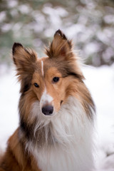 dog, white, sheltie, background, winter, portrait, cute, beautiful, park, nature, forest, toy, breed, red, happy, fun, outdoor, animal, cold, snow, black, funny, pet, coat, sheepdog