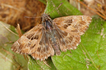 Carcharodus alceae (ESPER, [1780]) Malven-Dickkopffalter DE, RLP, Mosel, Kröv 30.08.2014