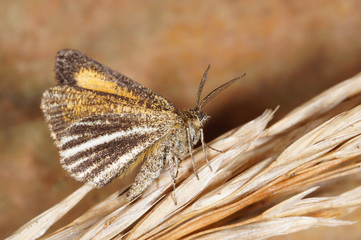 Isturgia limbaria (FABRICIUS, 1775) Schwarzgesäumter Besenginsterspanner DE, RLP, Mosel, Kröv 30.08.2014