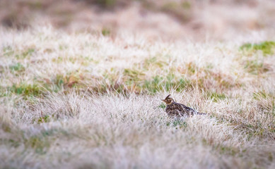 A Eurasian skylark (Alauda arvensis) hides among dead grass near the summit of Pen-y-Ghent in the Peak District, England.