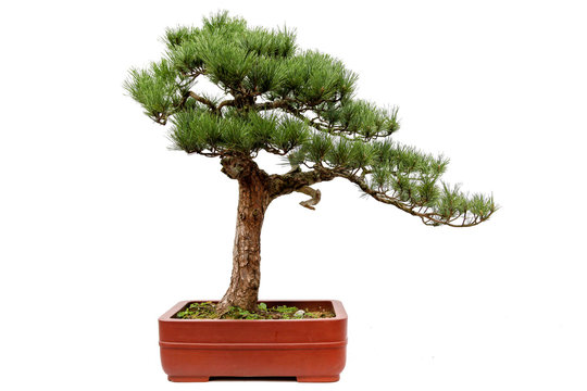 Evergreen bonsai on white