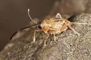 Curculio glandium Gewöhnlicher Eichelbohrer DE, RLP, Mosel, Kröv 31.08.2014
