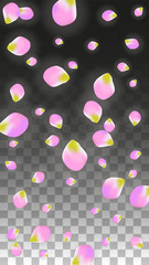 Vector Realistic Pink Petals Falling on Transparent Background.  Spring Romantic Flowers Illustration. Flying Petals. Sakura Spa Design. Blossom Confetti.