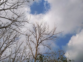 Tree and sky