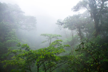 The middle and upper canopy of the lush Monteverde cloud forest in Costa Rica, with typical dense clouds.
