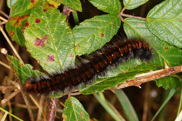 Macrothylacia rubi (LINNAEUS, 1758) Brombeerspinner , Raupe DE, NRW, Dellbrücker Heide 30.09.2014