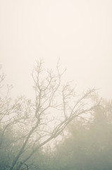 Fototapeta na wymiar Branch in the fog. Toned image.