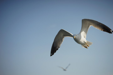 Gulls in the blue sky.