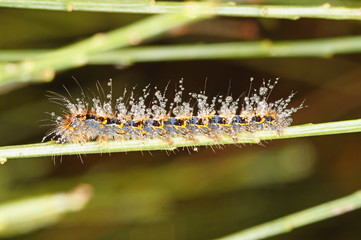 Lasiocampa quercus (LINNAEUS, 1758) Eichenspinner , Jungraupe DE, NRW, Dellbrücker Heide 30.09.2014