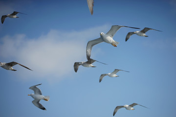 Gulls in the blue sky.