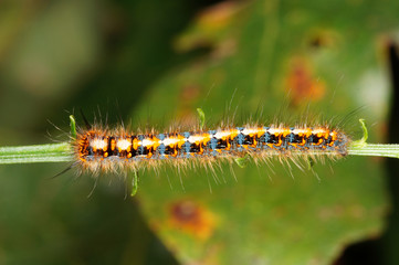Lasiocampa quercus (LINNAEUS, 1758) Eichenspinner , Jungraupe DE, NRW, Dellbrücker Heide 30.09.2014