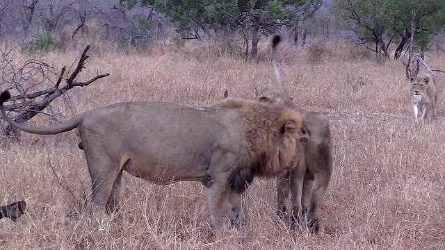 Lioness interacting with a male lion as she rubs against him and tries to get his attention, near a buffalo carcass