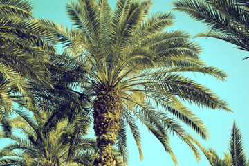 Fototapeta na wymiar Date palm tree close up against the sky