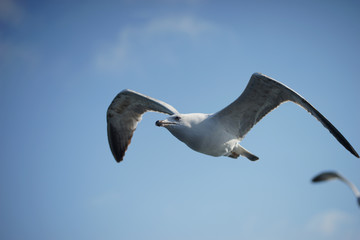 Gulls in the blue sky.