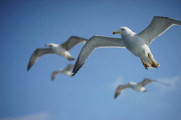 Gulls in the blue sky.
