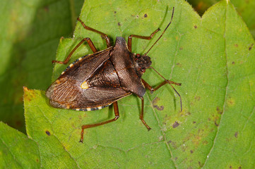 Pentatoma rufipes Rotbeinige Baumwanze DE, NRW, Leverkusen 08.09.2014