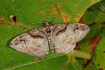Pareulype berberata ([DENIS & SCHIFFERMÜLLER], 1775) - Kleiner Berberitzenspanner DE, NRW,...