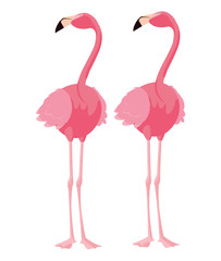 elegant flamingo birds couple
