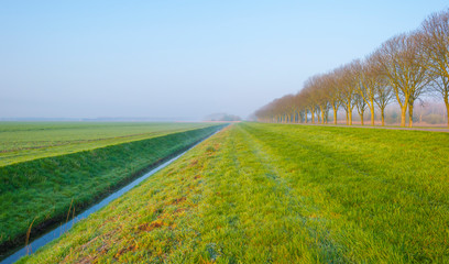 Foggy green meadow below a blue sky at sunrise in spring