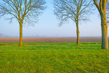 Foggy green meadow below a blue sky at sunrise in spring