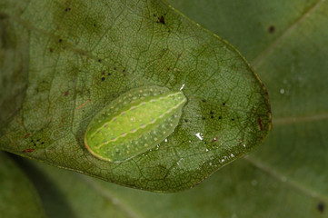 Apoda limacodes (HUFNAGEL, 1766) Großer Schneckenspinner , Raupe DE, NRW, Dellbrücker Heide...