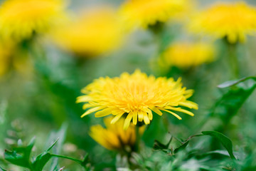 yellow dandelion on the meadow