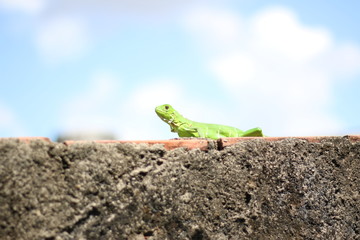 Iguana